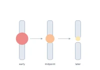 Illustration of a joint at three time points, showing inflammation becoming smaller and lighter over time